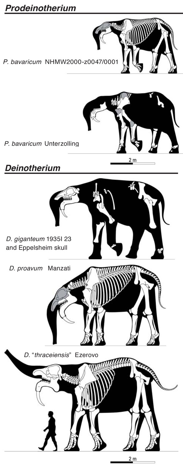 Deinotherium - Facts and Figures
