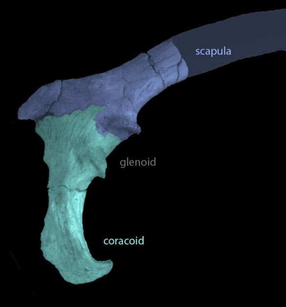 Figure 5. Coracoid and anterior scapula of Velociraptor fused to form a scapulocoracoid from Norell and Mackovicky 1999. Colors applied here.