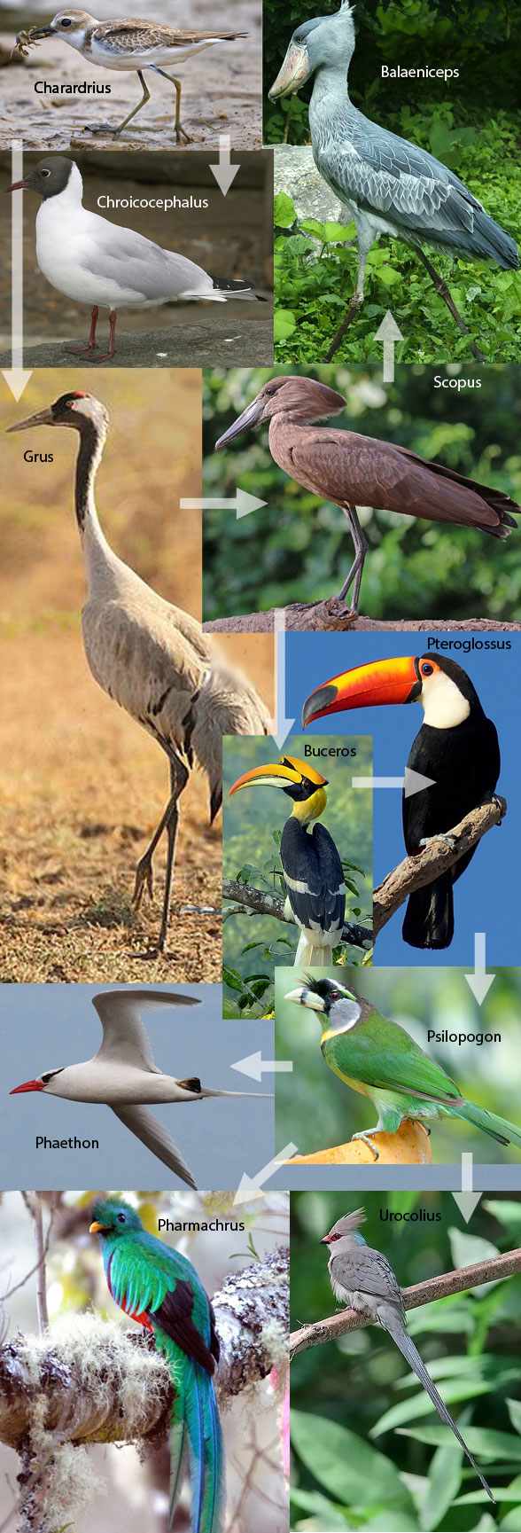 Figure 1. Evolution of birds from plover to quetzal according to the LRT.