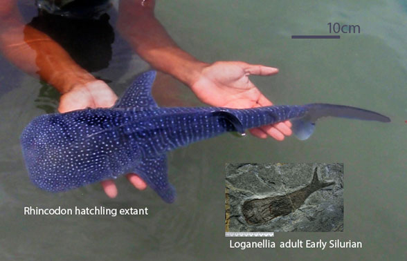 Figure 3. Early Silurian Loganellia compared to extant Rhincodon (whale shark) pup.