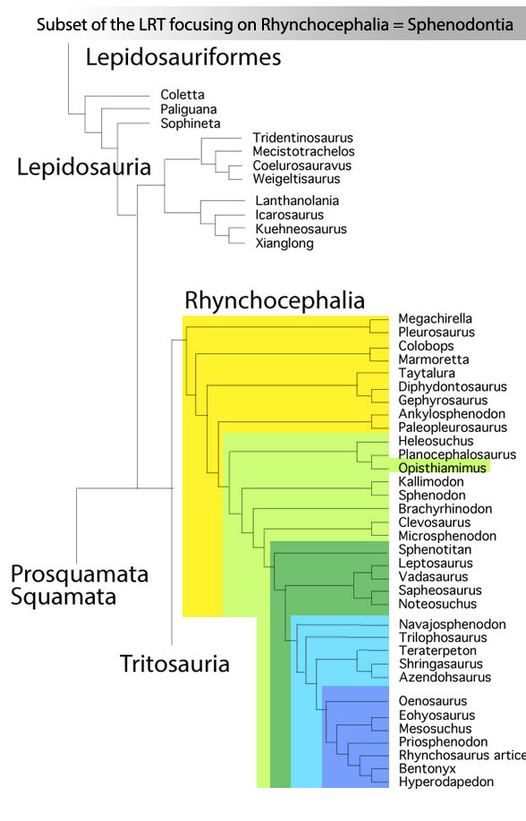 Figure 3. Subset of the LRT focusing on rhynchosaurs, trilophosaurs and other lepidosaurs. 