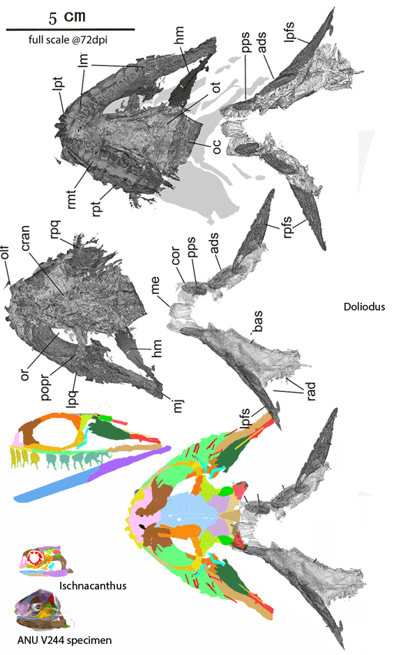 Figure 4. Doliodus and Ischnacanthus are sisters in the LRT now. Several spines bind together here to form a robust spine at the anterior margin of the broad pectoral fins, convergent with Iniopterygia. The robust teeth have twin cusps, convergent with the basal chondrichthyan, Xenacanthus and all point medially. 