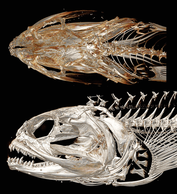 Figure 4. Skull of Neoclnus in two views. Colors added here.