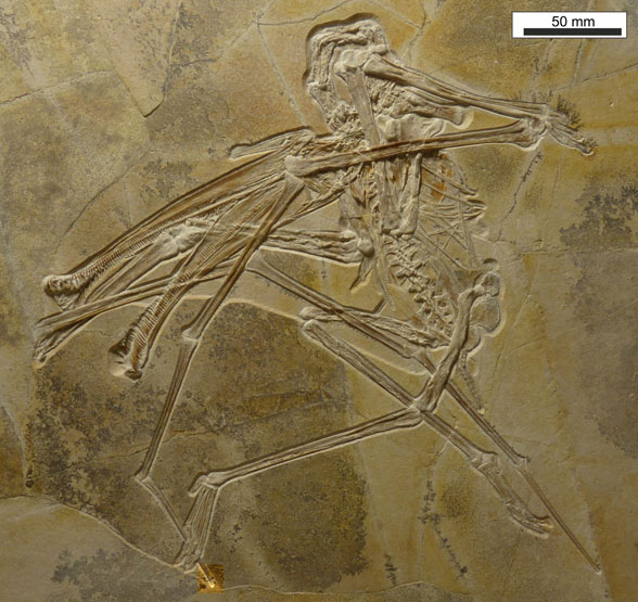 Figure 1. Balaenognathus in situ.