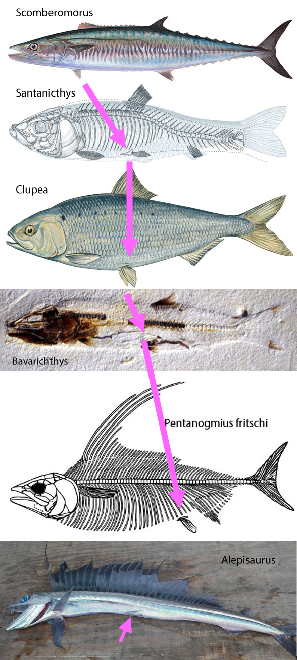 Three times the pelvic fin of ray-fin fish migrated back to the traditional  pelvic area