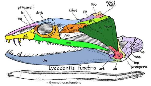 Figure 3. Gymnothorax (aka Lycodontis) funebris, a type of moray eel.