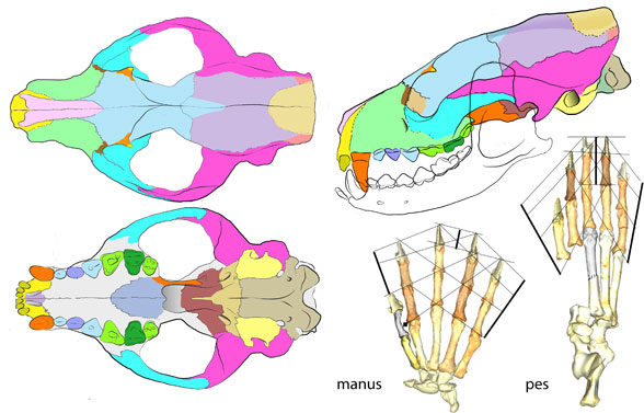 Figure 2. Eoarctos skull, manus and pes from Wang et al 2023. Colors added here.