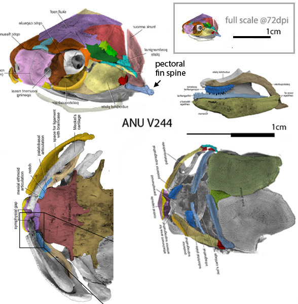Figure 2. The unnamed tiny Late Silurian transitional placoderm, ANU V244 was preserved in perfect 3d. Colors added here.