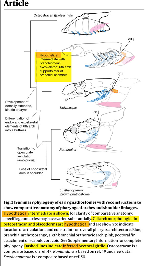 Origin of the vertebrate pectoral girdle and pectoral fins