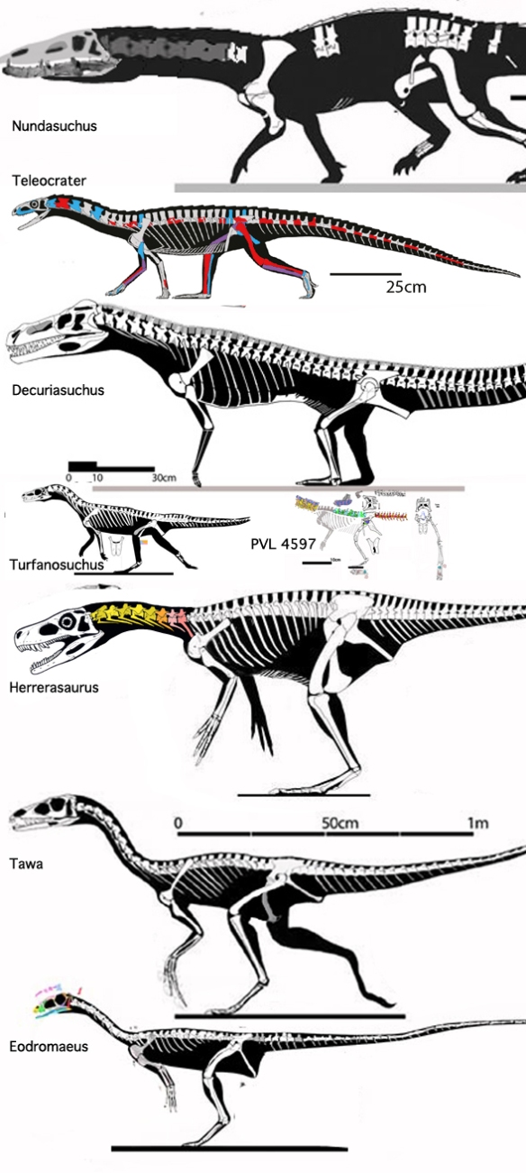 Figure 1. Teleoctrater compared to related taxa in the LRT.