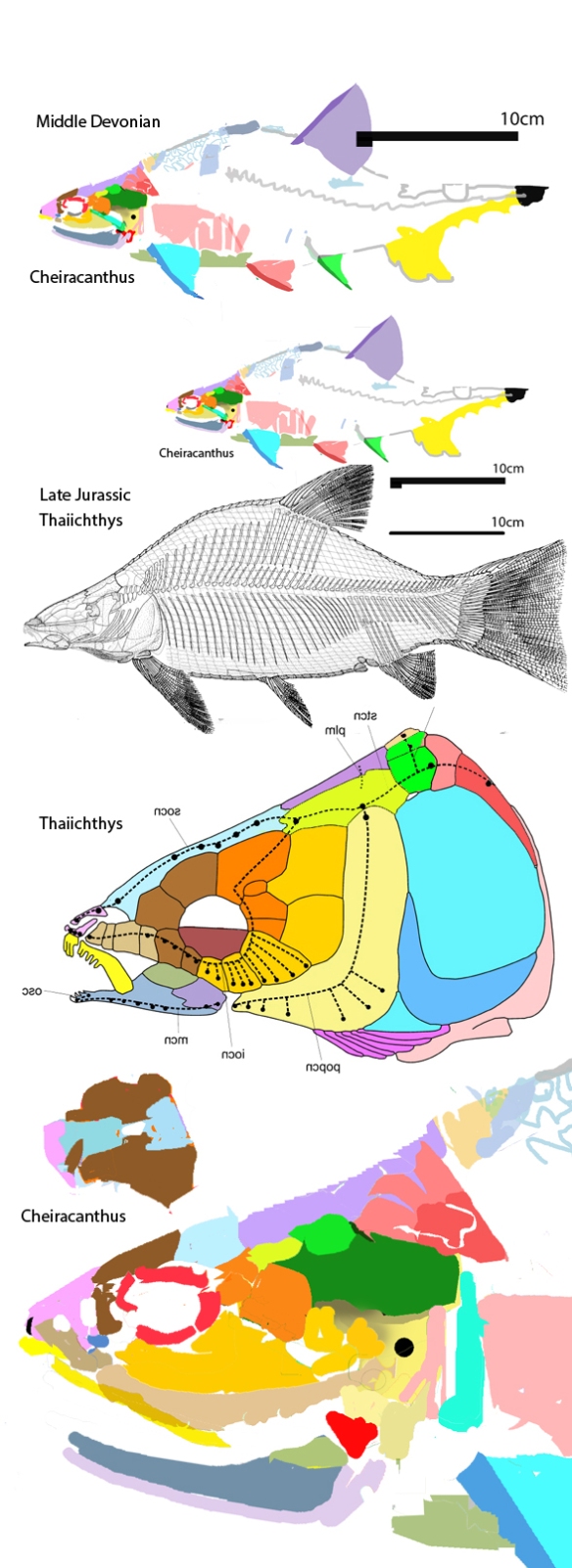 Figure 1. Middle Devonian Cheiracanthus compared to Late Jurassic Thaiichthys. These two humpbacked fish share several other traits despite their chronological separation. 