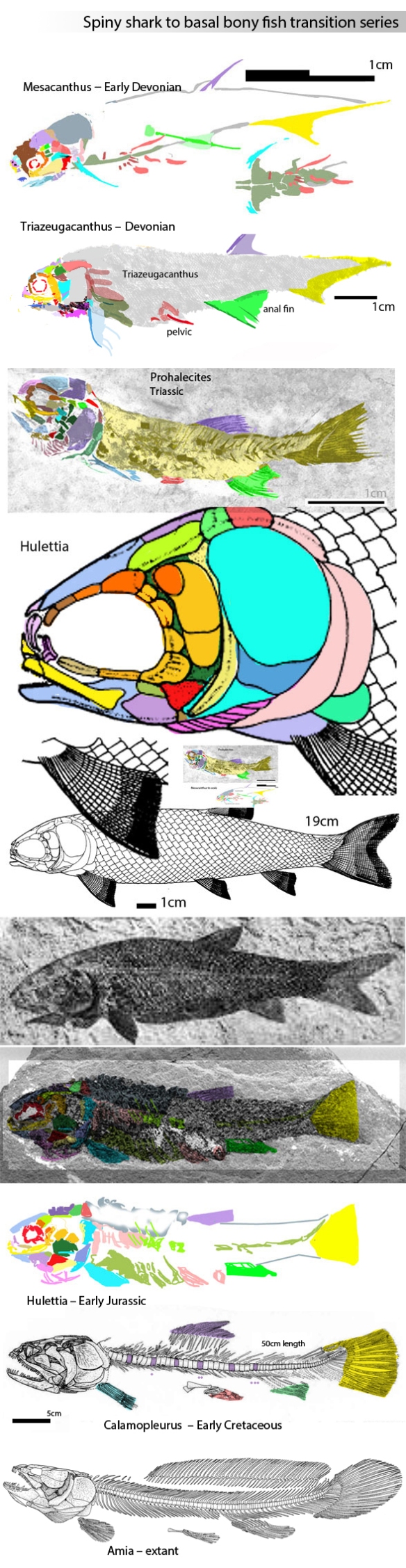 Figure 1. Two spiny sharks, Mesacanthus and Triazeugacanthus, now appear to be basal to Triassic bony fish close to Amia, the extant bowfin, illustrated here in phylogenetic order.