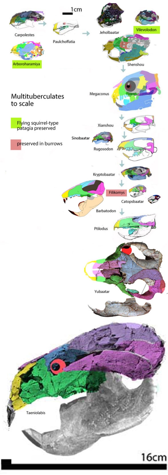 Figure 3. An old chart of multituberculate skulls to scale. Sinobaatar added here. 