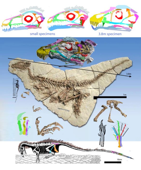 Figure 1. A 3.8m long 'Sinosauropteryx' from the FB page of Andrea Cau here compared to smaller specimens of Sinosauropteryx and details for both.